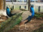 Blauwe pauwen | Diverse leeftijden | Persoonlijk advies!, Overige soorten, Meerdere dieren