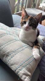 Female kitten (3 months old), Dieren en Toebehoren, Katten en Kittens | Overige Katten, Poes, Kortharig, 0 tot 2 jaar