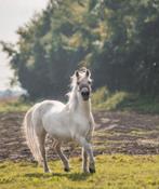Lieve rij/leerpony, ±138m 19 jaar. Evt samen met haar veulen, Dieren en Toebehoren, Pony's, Merrie, 11 jaar of ouder