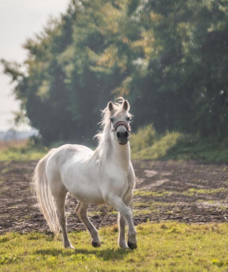 Hele lieve 19 jarige leerpony ±138m, Dieren en Toebehoren, Pony's, Merrie, 11 jaar of ouder