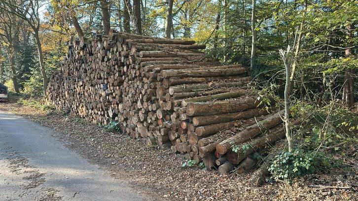 Brandhout rondhout Elzen, Tuin en Terras, Haardhout, Stammen, Elzenhout, 6 m³ of meer, Ophalen of Verzenden
