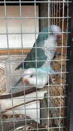 Koppel muisparkieten snow white / blauw, Dieren en Toebehoren, Meerdere dieren, Parkiet, Tam