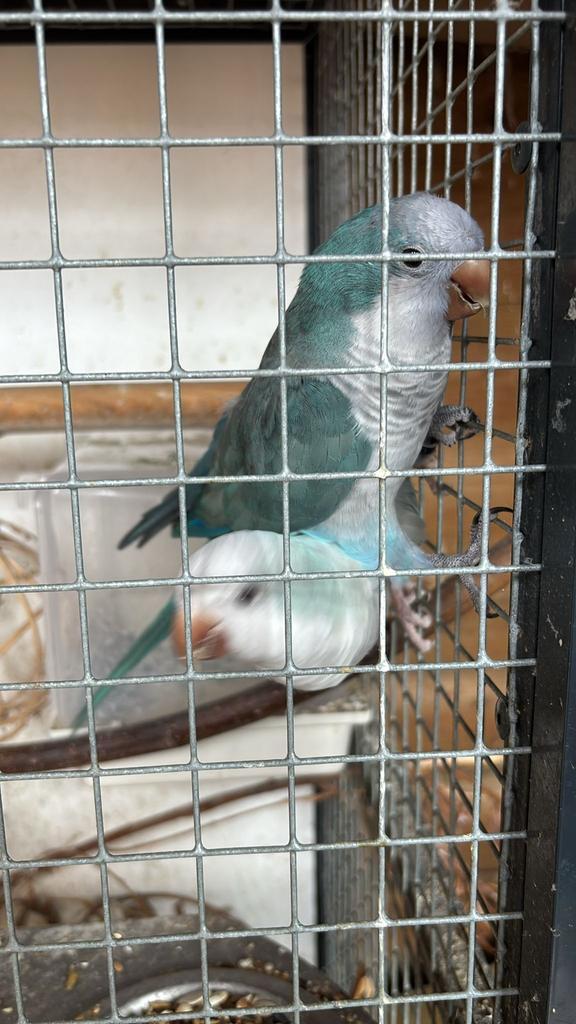 Koppel muisparkieten snow white / blauw, Dieren en Toebehoren, Vogels | Parkieten en Papegaaien, Parkiet, Meerdere dieren, Tam