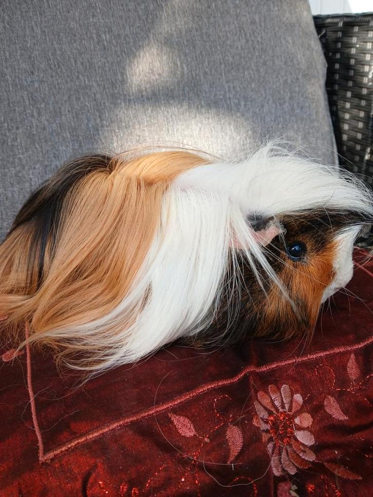 Mooie langharige beer, Dieren en Toebehoren, Knaagdieren, Mannelijk, Cavia, Mei