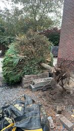 Boom, Tuin en Terras, Planten | Bomen, Ophalen, Volle zon, Overige soorten