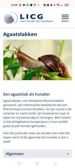 Agaat slakken, Dieren en Toebehoren, Overige soorten, 0 tot 2 jaar