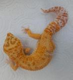 Luipaardgekko man, Dieren en Toebehoren, Reptielen en Amfibieën, Hagedis, Tam, 3 tot 6 jaar