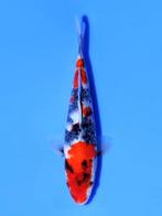 Isa Showa tosai 45cm met certificaat, Dieren en Toebehoren, Vissen | Vijvervissen, Karper of Koi