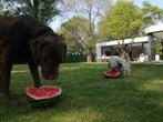 hond honden oppas opvang hondenhotel hondenpension oppassen, Diensten en Vakmensen, Dieren | Honden | Verzorging, Oppas en Les