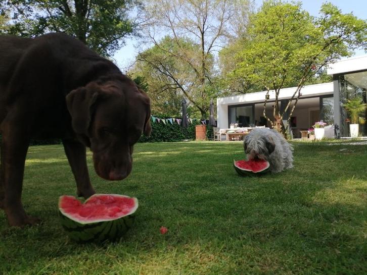 Luxe hondenopvang, hondenhotel, hondenpension, hondenoppas., Diensten en Vakmensen, Dieren | Honden | Verzorging, Oppas en Les