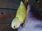 Te reserveren om tam te maken agapornis roseicollis., Dieren en Toebehoren, Geslacht onbekend, Dwergpapegaai of Agapornis, Geringd