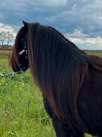 ️💕Beeldschone sprookjes shetlandermerrie!💕(kroonmerrie), 11 jaar of ouder, Merrie, Gechipt, A pony (tot 1.17m)