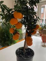 Te koop: citrus boom, manderijnen, hoogte 70 cm, Ophalen of Verzenden, Halfschaduw, Minder dan 100 cm