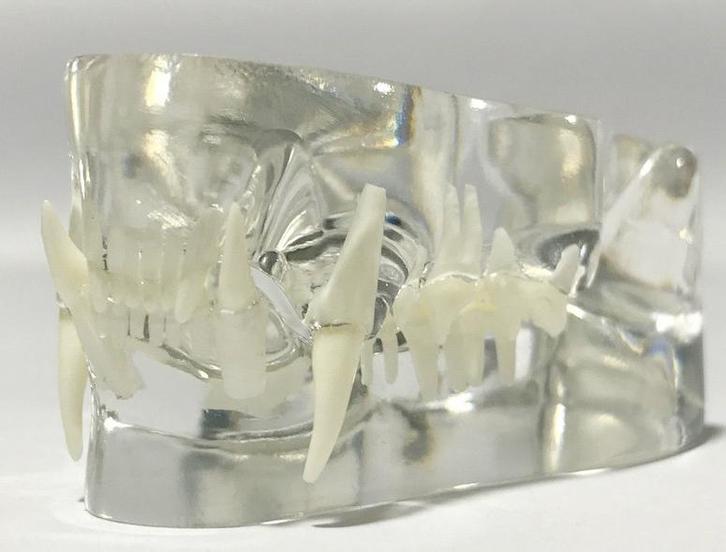 Katten Kaak Anatomie Model Medisch School Dier Kat Bek Gebit, Diversen, Schoolbenodigdheden, Nieuw, Verzenden