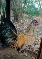 Auracana x Hollandse kriel, Dieren en Toebehoren, Pluimvee, Mannelijk, Kip