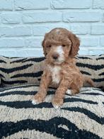 Maltipoo pups, maltezer x toy poedel, Parvo, Nederland, Overige rassen, 8 tot 15 weken