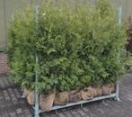 Thuja conifeer AKTIE, Ophalen of Verzenden, Bloeit niet, Overige soorten, Volle zon