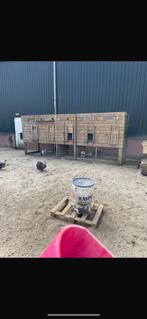 Groot Kippenhok 5 binnenhokken, Dieren en Toebehoren, Pluimvee | Toebehoren, Ophalen, Gebruikt, Kippenhok of Kippenren