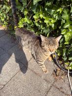 Lieve buitenkat ter overname aangeboden, Dieren en Toebehoren, Katten en Kittens | Overige Katten, Kater