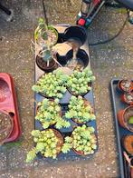 Kamerplanten uitverkoop, Huis en Inrichting, Kamerplanten, Ophalen of Verzenden, Cactus, In pot, Minder dan 100 cm