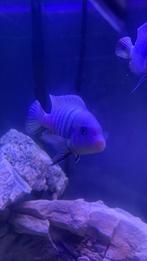 Kingsizei pulpican mbuna pseudotropheus 6x