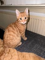 Kitten Te Koop (knuffelkat, speels, ontwormd, zindelijk), Dieren en Toebehoren, Kater, Kortharig, 0 tot 2 jaar