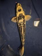 Kikokuryu japanse koi, Karper of Koi