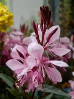 Gaura Pink (roze) 9, 10 en 11 mei direct vd kweker, Tuin en Terras, Planten | Tuinplanten, Halfschaduw, Zomer, Overige soorten