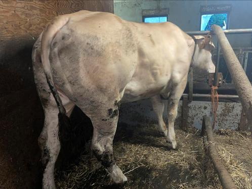 Blonde aquitaine pink + kalf, Dieren en Toebehoren, Runderen, Vrouwelijk