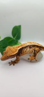 0.1 Bewezen Drippy Tricolor wimpergekko vrouw, Dieren en Toebehoren, Hagedis, Tam, 3 tot 6 jaar