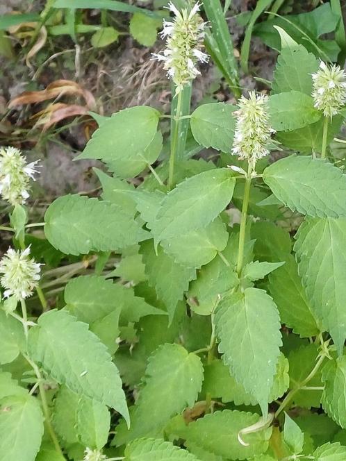 Dropplant wit, Tuin en Terras, Bloembollen en Zaden, Zaad, Voorjaar, Volle zon, Ophalen of Verzenden