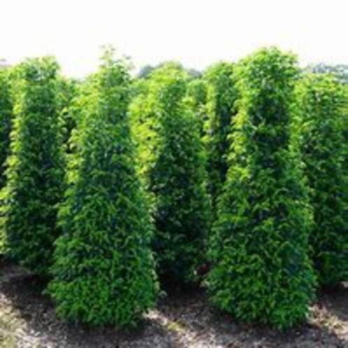Prunus lusitanica Angustifolia (Portugese laurier)div. maten, Tuin en Terras, Planten | Tuinplanten, Overige soorten, Halfschaduw