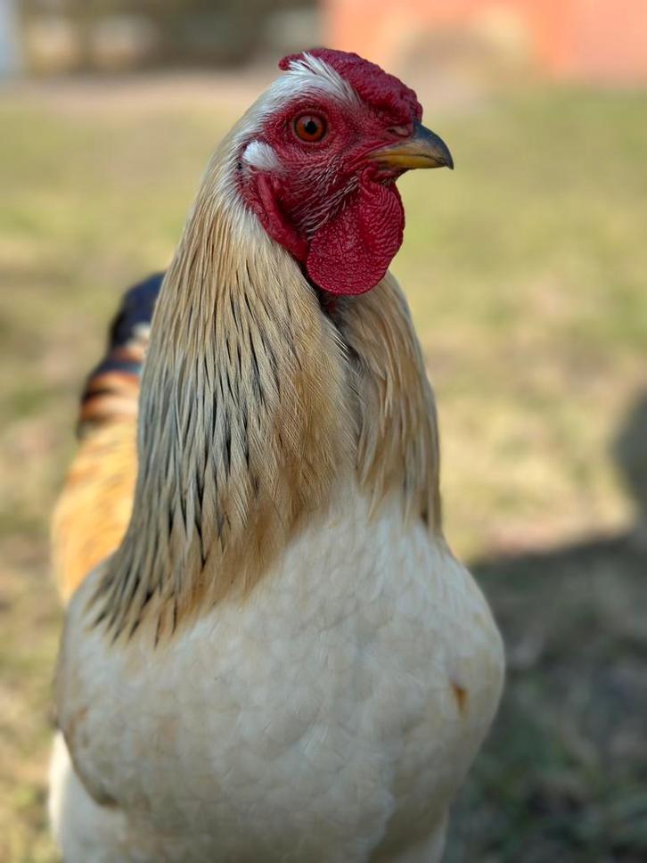 Mooie en lieve wyandotte kriel hanen, Dieren en Toebehoren, Pluimvee, Kip, Mannelijk