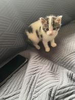 Kittens te koop., Meerdere dieren, Kortharig, 0 tot 2 jaar