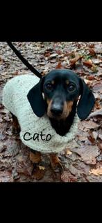 Teckel Truitjes Tweed 🐾, Dieren en Toebehoren, Hondenkleding, Ophalen of Verzenden, Hondentrui