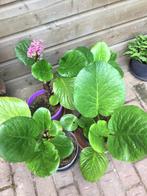 Schoenlappersplant, Tuin en Terras, Planten | Tuinplanten, Ophalen of Verzenden, Zomer, Overige soorten, Volle zon