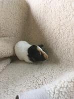 Te koop super leuke jonge cavia!, Dieren en Toebehoren, Knaagdieren, Cavia, Mannelijk, Mei, Tam