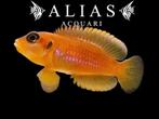 Lamprologus ocellatus gold, Vis