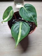 Philodendron cream splash, Huis en Inrichting, Kamerplanten, Ophalen of Verzenden, Overige soorten, Minder dan 100 cm