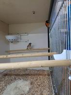 Koppel kapoetsensijs, Meerdere dieren