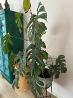 Monstera plant, Huis en Inrichting, Kamerplanten, Ophalen, 100 tot 150 cm, Overige soorten, Halfschaduw