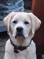 Gezocht een goed thuis voor een Labrador pup, 15 weken tot 1 jaar, Reu, Labrador retriever, Eén hond