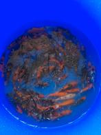 Tosai koi mix, Karper of Koi