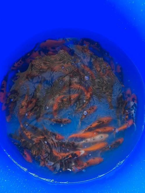 Tosai koi mix, Dieren en Toebehoren, Vissen | Vijvervissen, Karper of Koi