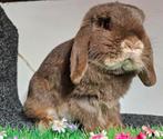 Lief herplaats koppel opvang minilop, Dieren en Toebehoren, Konijnen, Vrouwelijk, Dwerg, Hangoor