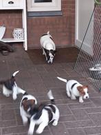 Jack russel pups, Dieren en Toebehoren, Honden | Jack Russells en Terriërs, Jack Russell Terriër, 8 tot 15 weken, Meerdere, Meerdere dieren