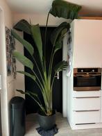 Strelitzia Nicolai 260cm, Huis en Inrichting, Kamerplanten, Ophalen, Overige soorten