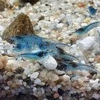 Neocaridina blue jelly garnalen gevraagd, Dieren en Toebehoren, Vissen | Aquariumvissen, Kreeft, Krab of Garnaal