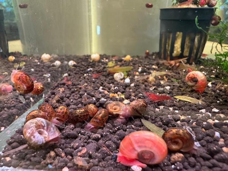 Ramshoorn slakken, Dieren en Toebehoren, Vissen | Aquariumvissen, Zoetwatervis, Slak of Weekdier