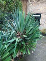 Gratis 2 grote Yucca., Ophalen, Overige soorten, Volle zon